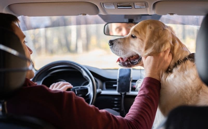 Amenzi drastice pentru șoferi! Transportul animalelor de companie pe locurile din față poate costa mult