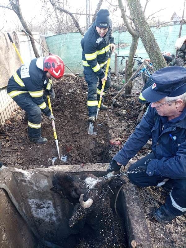 Intervenție contra timp a pompierilor botoșăneni: au eliberat o bovină căzută într-o groapă de doi metri