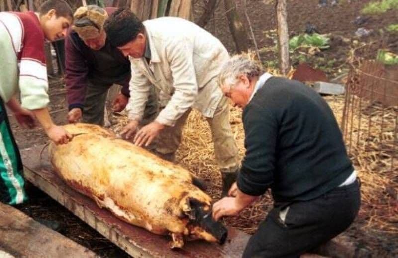 Carnea de porc provenită din sacrificări în gospodărie nu poate fi comercializată! ANSVSA reamintește regulile privind comerțul de sărbători
