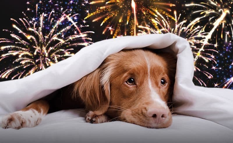 Artificiile și animalele de companie. Cum protejăm câinii și pisicile în noaptea de Revelion
