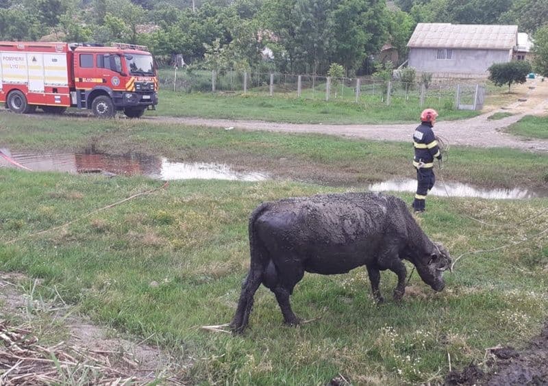 Bovina salvata_004