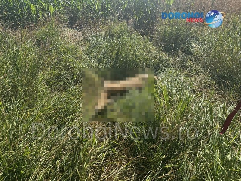 Accident_Dorohoi_04
