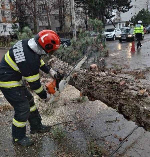 Copaci cazuti BT_ (2)