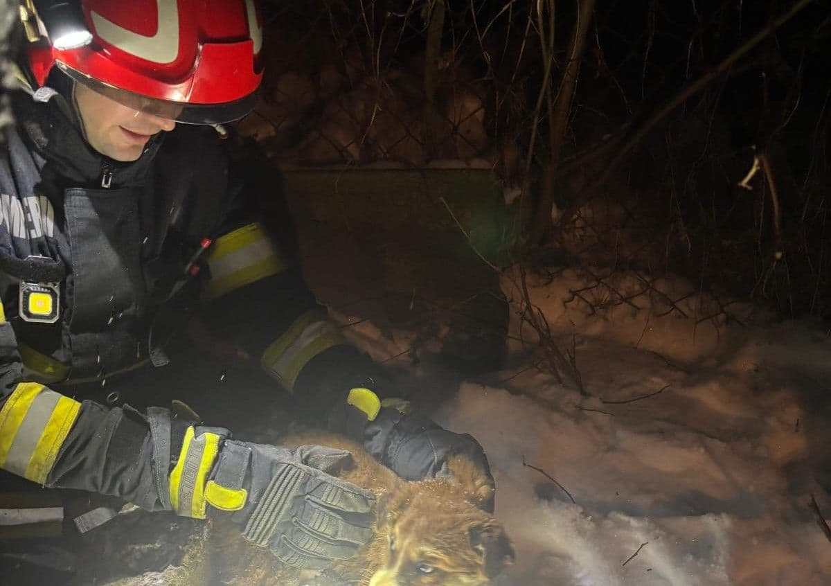 Cățel salvat de pompieri dintr-o fosă dezafectată de aproape doi metri