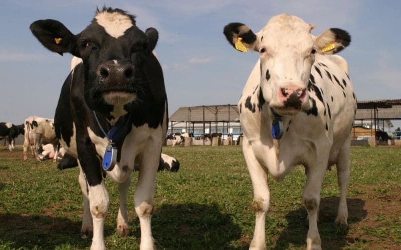 Termen-limită pentru depunerea deconturilor justificative aferente eco-schemelor zootehnice – Campania 2025
