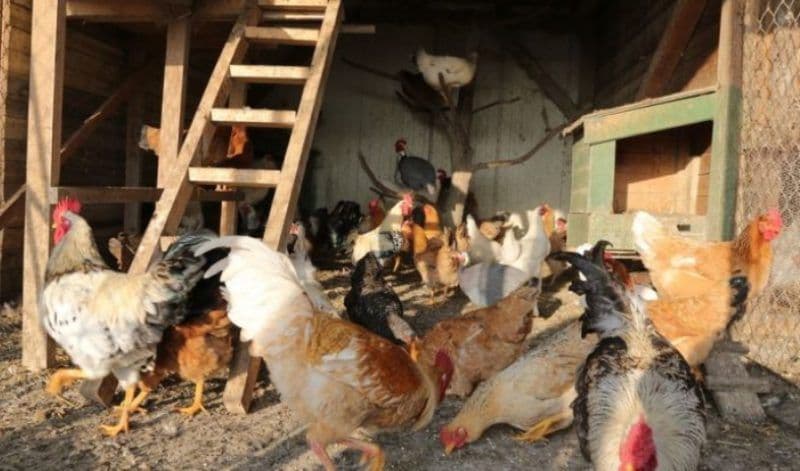 Câte animale pot crește românii care locuiesc la țară sau la oraș. Amenzile pot ajunge până la 12.000 de lei