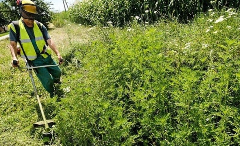 Primăria Municipiului Dorohoi: COMUNICAT cu privire la combaterea buruienii AMBROZIA