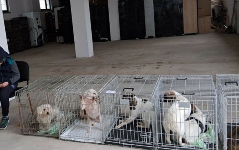 Peste 200 de animale sterilizate în două zile la Flămânzi – un model care funcționează - FOTO