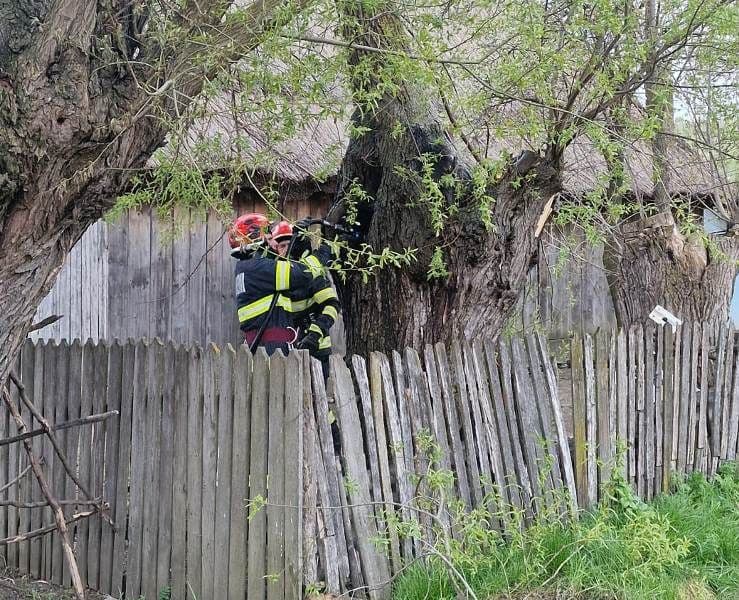 Foc pornit dintr-un copac, la un pas să cuprindă o casă din Hilișeu-Horia