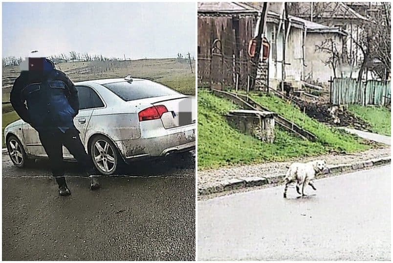 Sancționat cu 3.000 de lei pentru ca a abandonat un cățel