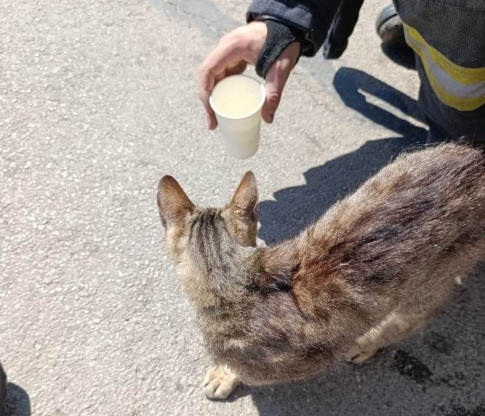 Final fericit pentru o pisică blocată într-un autoturism: a fost salvată și adoptată