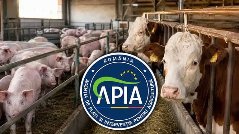 APIA: Atenție la termenul limită pentru depunerea cererilor de ajutor de stat pentru crescătorii de bovine și suine