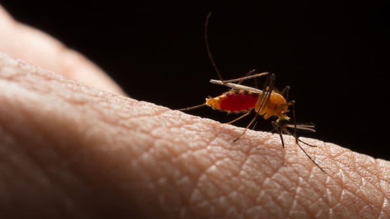 Primul deces cauzat de West Nile în 2026. Avertismentul INSP: „Temperaturile ridicate favorizează apariția acestei boli”