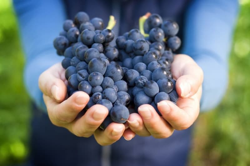 Consumul zilnic de struguri poate proteja pielea la nivel genetic