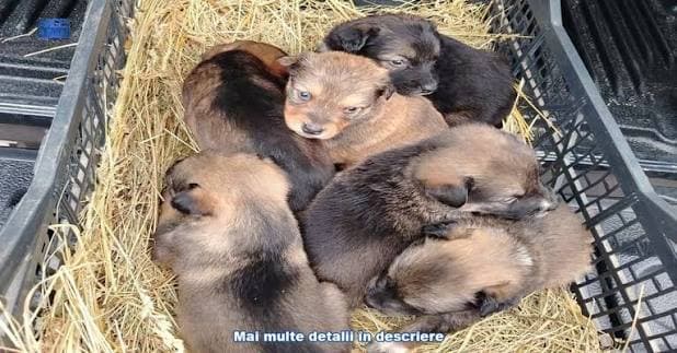 Amendă de 3.000 de lei pentru abandonul a 10 pui de câine