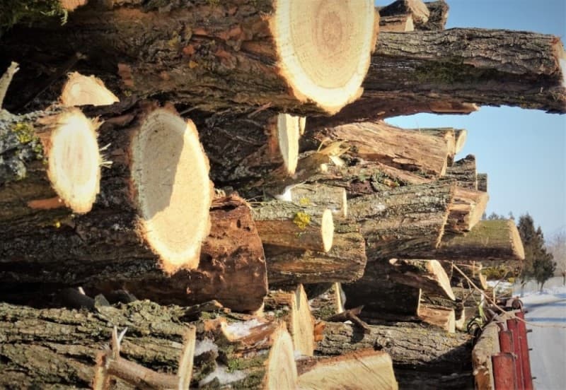 Acțiune a polițiștilor din Hlipiceni. Material lemnos confiscat și sancțiuni de peste 12.000 de lei aplicate