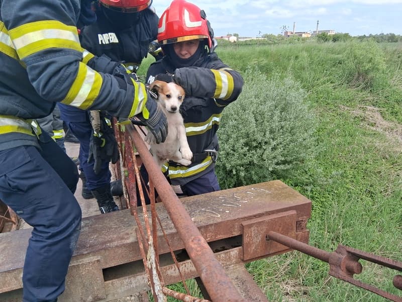 Câine blocat în barele unui pod din Dorohoi eliberat de pompieri