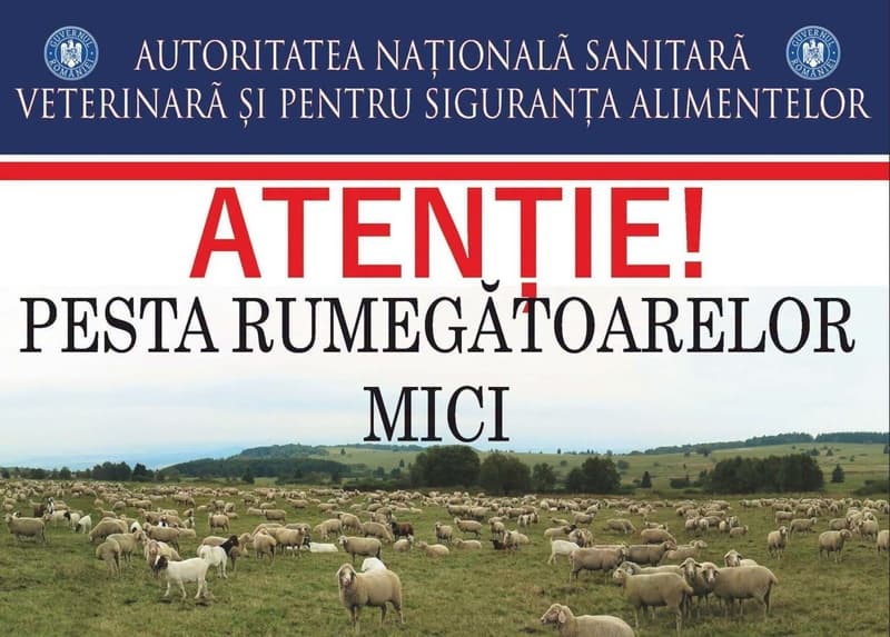 Pesta Micilor Rumegătoare: ANSVSA instituie carantină internă de 30 de zile pentru ovine și caprine