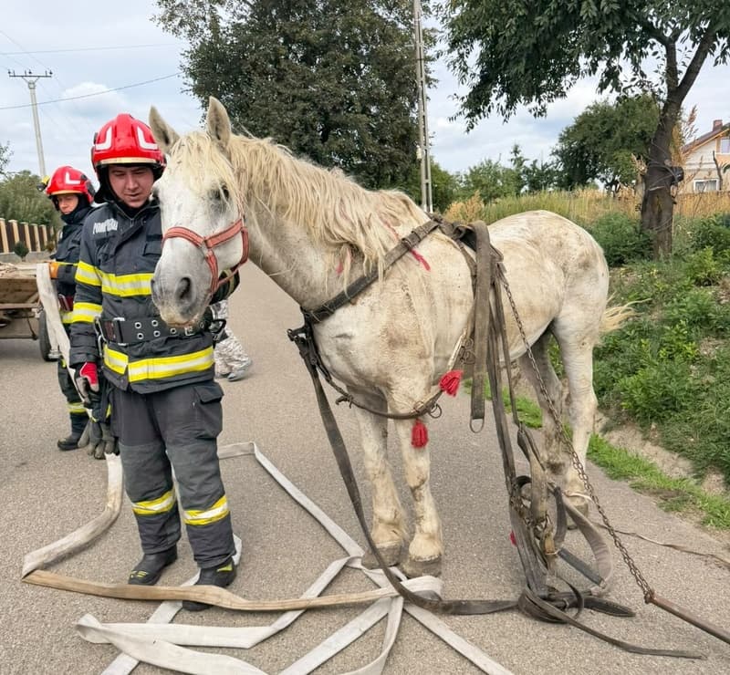 Cal căzut într-un șanț, salvat de pompierii din Dorohoi