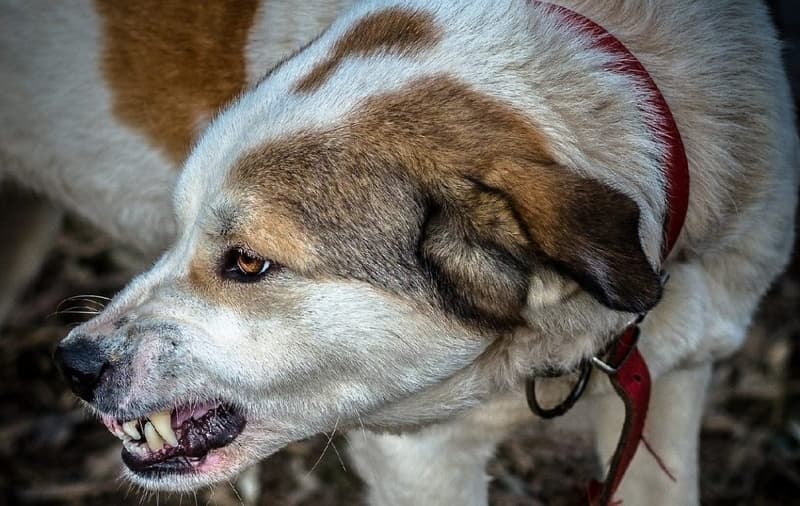 Alertă! Caz de rabie confirmat la un câine dintr-o gospodărie din Săveni