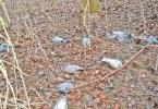 păsări moarte în Delta Dunării