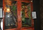 Expoziţie cu reptile vii Dorohoi (4)