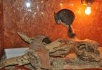 Expoziţie cu reptile vii Dorohoi (6)