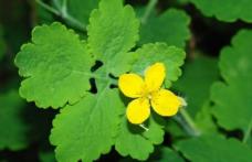 Remedii naturiste cu rostopască, planta numită şi „darul cerului”