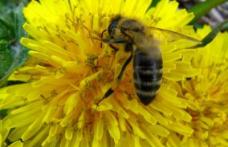 Utilizarea abuziva a pesticidelor : Genocidul albinelor romanesti  