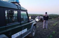 Au fugit de poliţiştii de frontieră şi s-au răsturnat  cu maşina plină de ţigari de contrabandă - FOTO