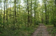 Tinere rătăcite în pădurea Ipoteşti, găsite de pompierii botoşăneni