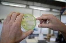   O superbacterie rezistentă la antibiotice a infectat jumătate de milion de oameni în India