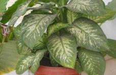 Dacă ai aşa ceva în casă, arunc-o! Planta ucigaşă