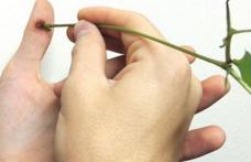 Cum scapi de negii de pe piele in mod natural
