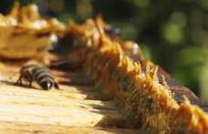 Unul dintre cele mai puternice antibiotice naturale - Propolisul