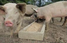 Anunț de ultimă oră de la ANSVSA: Pesta porcină, la granițele României!