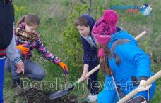 Sute de tineri au participat la campania de plantare de pomi „Te iubesc Dorohoi!” - FOTO