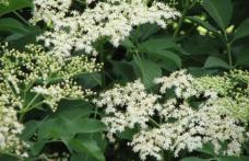 Cum scapi de pistruii de pe faţă cu ajutorul florilor de soc