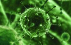 ALERTĂ! Virus periculos, adus accidental în țară