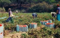 AJOFM anunță că sunt disponibile 800 locuri de muncă sezoniere în agricultură - SPANIA