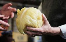 Legătura incredibilă dintre varza murată şi cancer. Nu s-a ştiut asta până acum