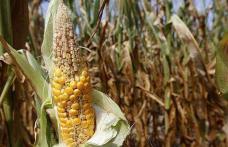 Peste 14.000 de fermieri botoşăneni afectaţi de secetă ar putea primi un sprijin financiar 