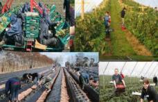 AJOFM Botoșani anunță locuri de muncă sezonieră în agricultură - Spania. Află locația unde va avea loc selecția!