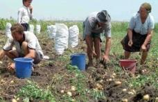 Fermierii, forţaţi să încheie contracte de muncă pentru zilieri