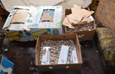 Ţigări de contrabandă ascunse în cutii cu usturoi, depistate de poliţiştii de frontieră - FOTO
