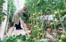 Cultivatorii români de castraveţi şi roşii cer despăgubiri de la Comisia Europeană
