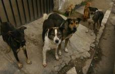 O problemă care persistă în Dorohoi - Câinii comunitari 