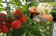 Ajutoare financiare consistente pentru cultivatorilor de roşii din judeţ