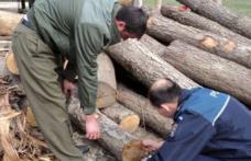 Material lemnos fără documente legale, confiscat de poliţiştii botoșăneni