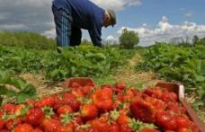 200 de locuri de muncă în agricultură, în Spania. Salariu până la 2300 de euro!